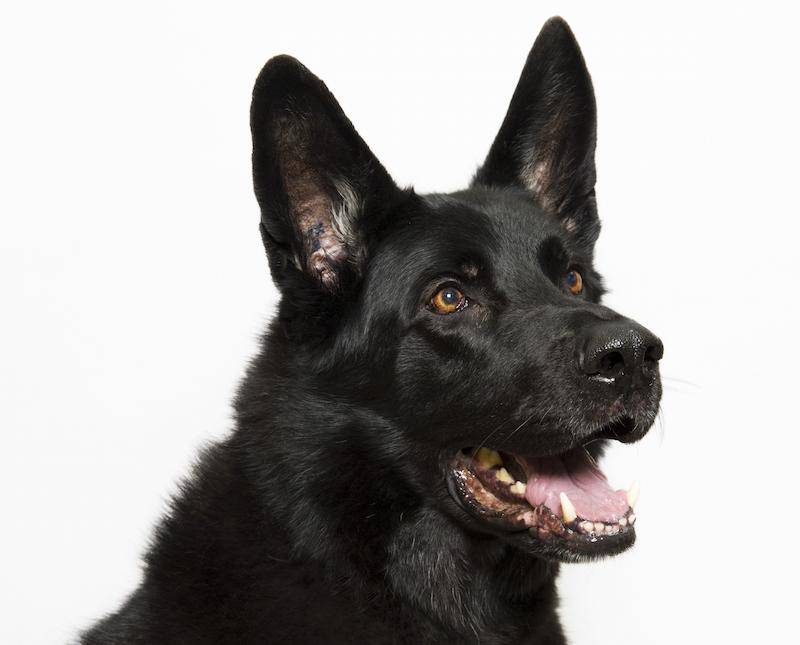 Professional Veterinary Dental Care